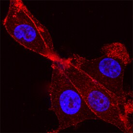 Syntaxin 4 antibody in U-87 MG Human Cell Line by Immunocytochemistry (ICC).