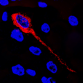 Syntaxin 5 antibody in Rat Brain by Immunohistochemistry (IHC-Fr).