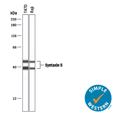 Detection of Human Syntaxin 5 antibody by Simple WesternTM.