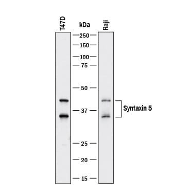 Detection of Human Syntaxin 5 antibody by Western Blot.
