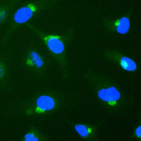 Syntaxin 6 antibody in HeLa Human Cell Line by Immunocytochemistry (ICC).