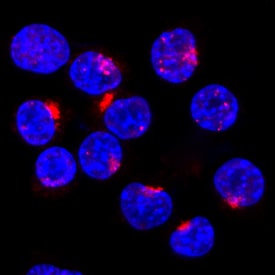 Syntaxin 6 antibody in HeLa Human Cell Line by Immunocytochemistry (ICC).