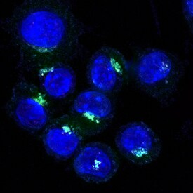Syntaxin 6 antibody in HeLa Human Cell Line by Immunocytochemistry (ICC).