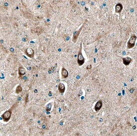 Syntaxin 8 antibody in Human Brain by Immunohistochemistry (IHC-P).