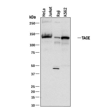 Detection of Human TACE/ADAM17 antibody by Western Blot.