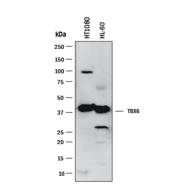 Detection of Human TBX6 antibody by Western Blot.