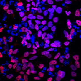 TCF-2/HNF-1 beta  antibody in BG01V Human Embryonic Stem Cells by Immunocytochemistry (ICC).