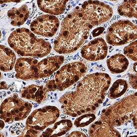TCF-2/HNF-1 beta  antibody in Human Kidney by Immunohistochemistry (IHC-P).