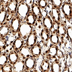 TCF-2/HNF-1 beta  antibody in Rat Kidney by Immunohistochemistry (IHC-Fr).