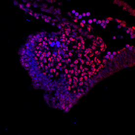 TCF-3/E2A antibody in Mouse Embryo by Immunohistochemistry (IHC-Fr).