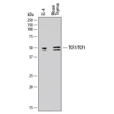 Detection of Mouse TCF7/TCF1 antibody by Western Blot.