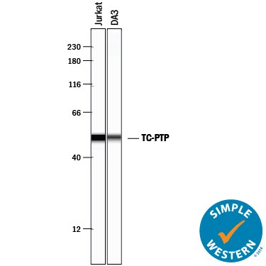 Detection of Human TC‑PTP antibody by Simple WesternTM.