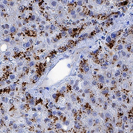 TDO2 antibody in Human Liver by Immunohistochemistry (IHC-P).