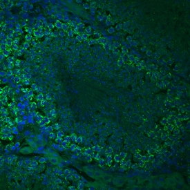 TDRKH antibody in Mouse Testis by Immunohistochemistry (IHC-Fr).