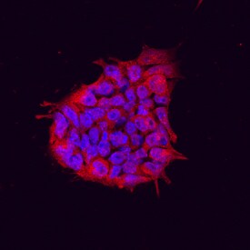 TEX19 by Immunocytochemistry (ICC).1 antibody in D3 Mouse Embryonic Stem Cells by Immunocytochemistry (ICC).