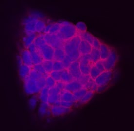 TEX19 by Immunocytochemistry (ICC).1 antibody in D3 Mouse Cell Line by Immunocytochemistry (ICC).