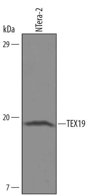 Detection of Human TEX19 antibody by Western Blot.