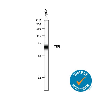 Detection of Human TFPI antibody by Simple WesternTM.