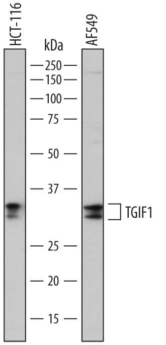 Detection of Human TGIF1 antibody by Western Blot.