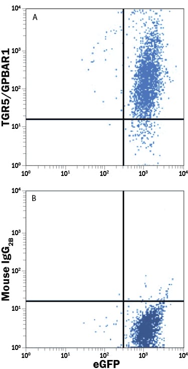 Detection of TGR5/GPBAR1 antibody in HEK293 Human Cell Line transfected with TGR5/GPBAR1 and EGFP antibody by Flow Cytometry.