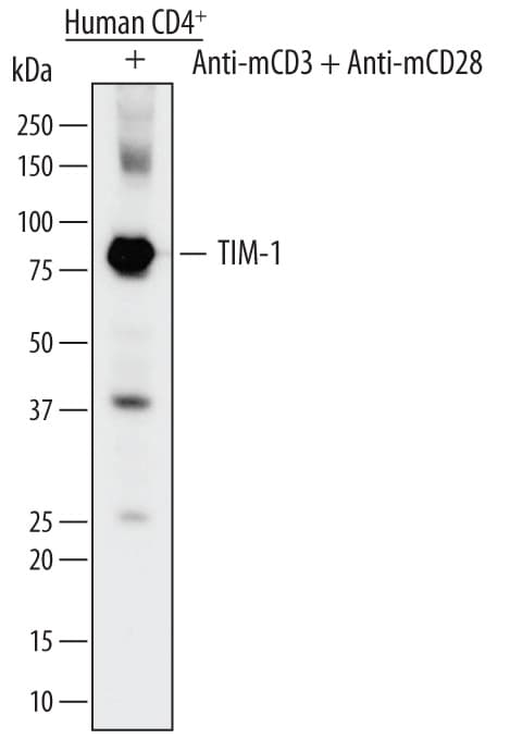 Detection of Human TIM-1/KIM-1/HAVCR antibody by Western Blot.