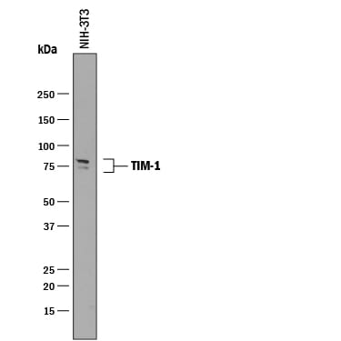 Detection of Mouse TIM‑1/KIM‑1/HAVCR antibody by Western Blot.