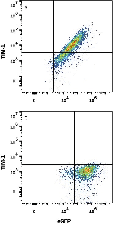 Detection of Tim-1 antibody in HEK293 Human Cell Line Transfected with Human Tim-1 and eGFP antibody by Flow Cytometry.