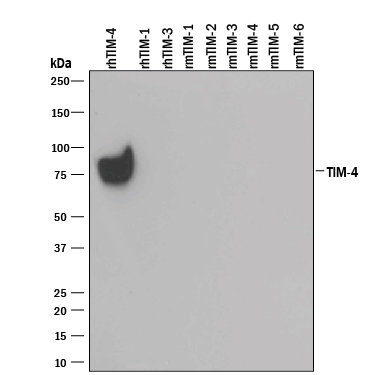 Detection of Recombinant Human TIM-4 antibody by Western Blot.
