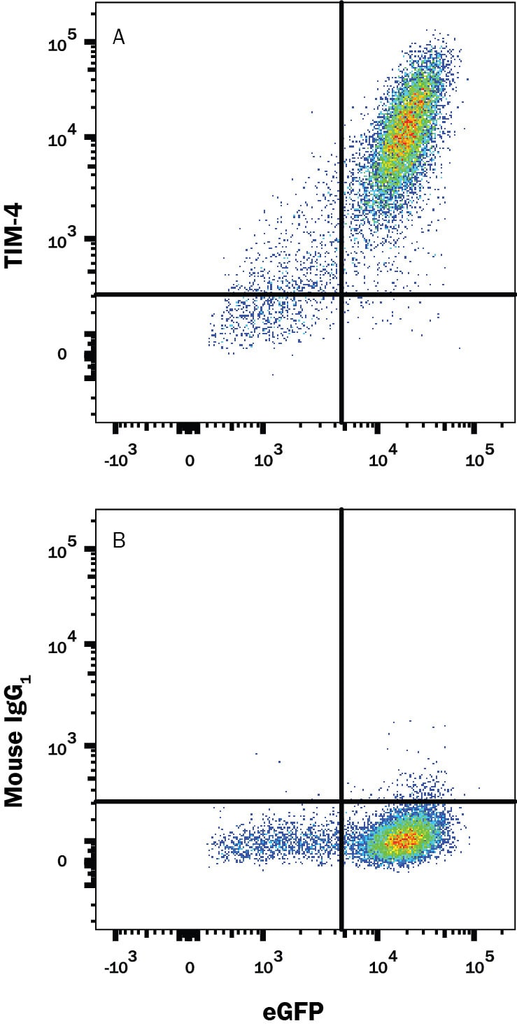 Detection of TIM-4 antibody in HEK Human Cell Line Transfected with Human TIM-4 and eGFP antibody by Flow Cytometry.