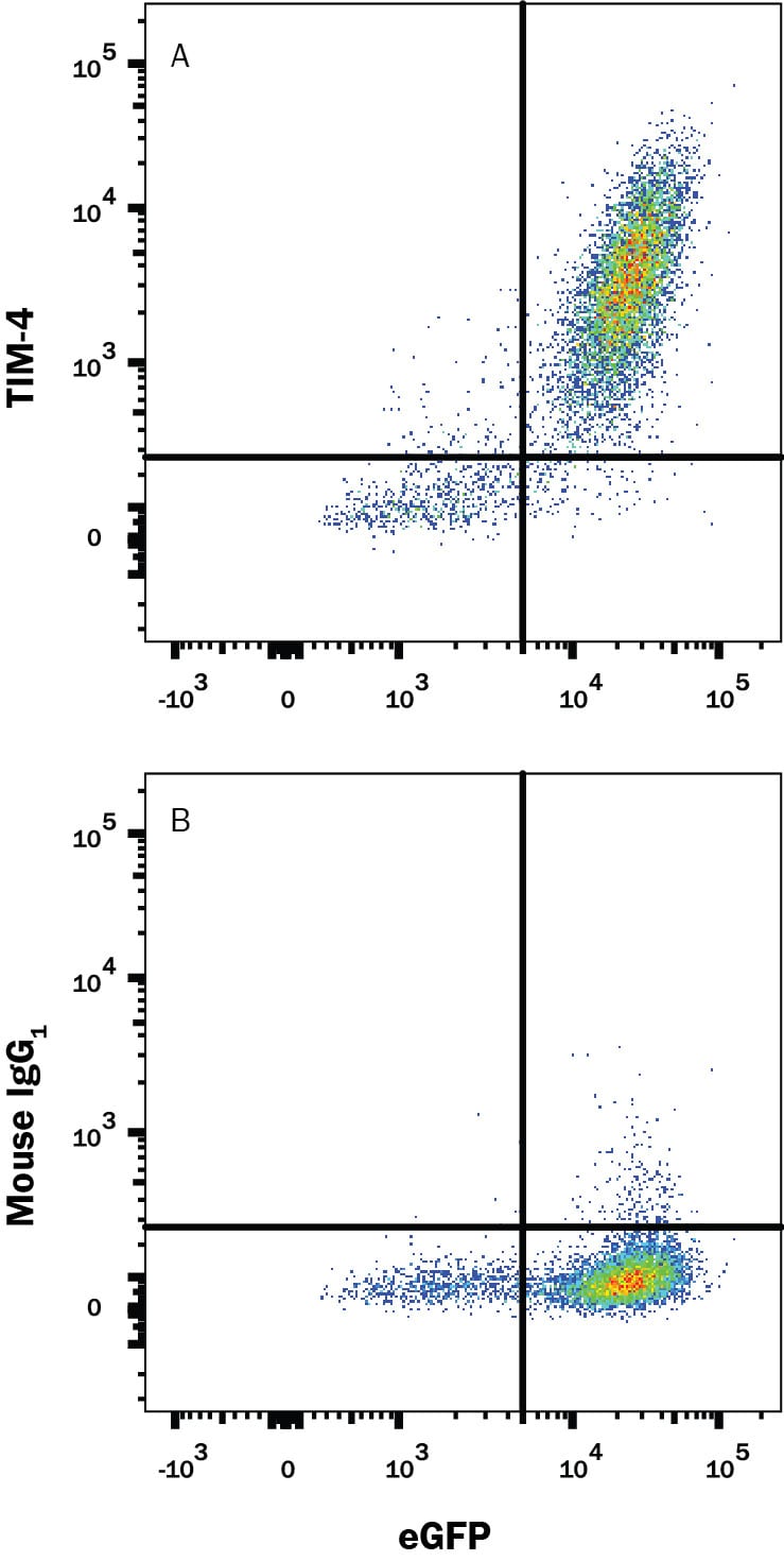 Detection of TIM-4 antibody in HEK Human Cell Line Transfected with Human TIM-4 and eGFP antibody by Flow Cytometry.