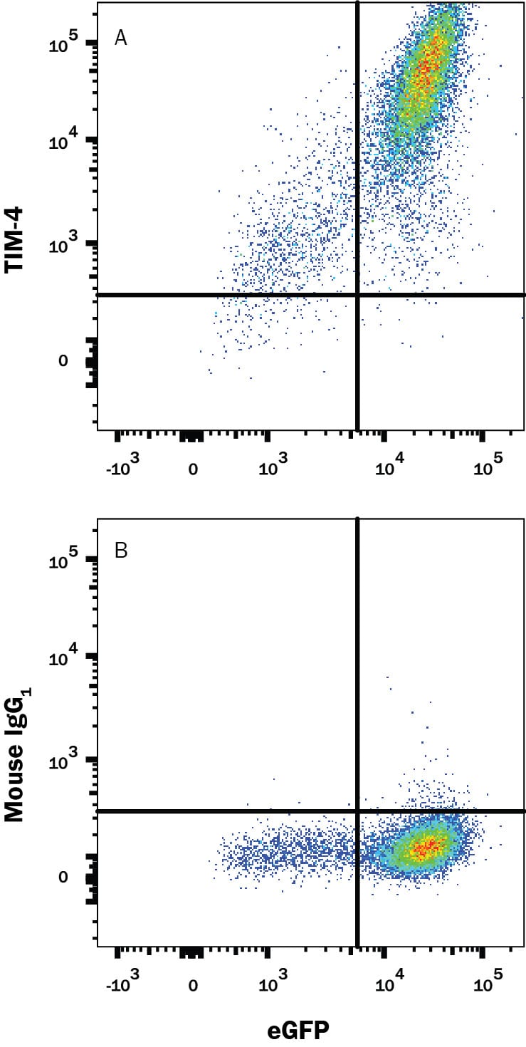 Detection of TIM-4 antibody in HEK Human Cell Line Transfected with Human TIM-4 and eGFP antibody by Flow Cytometry.