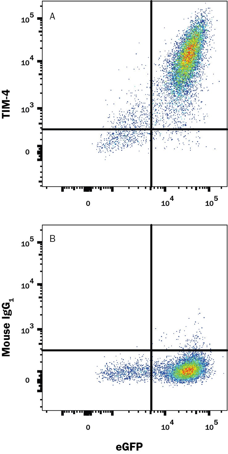Detection of TIM-4 antibody in HEK Human Cell Line Transfected with Human TIM-4 and eGFP antibody by Flow Cytometry.