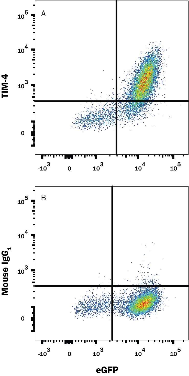 Detection of TIM-4 antibody in HEK Human Cell Line Transfected with Human TIM-4 and eGFP antibody by Flow Cytometry.