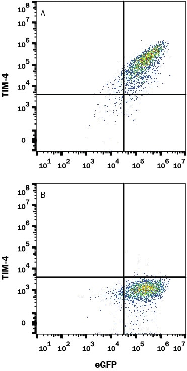 Detection of TIM-4 antibody in HEK293 Human Cell Line Transfected with Mouse TIM-4 and eGFP antibody by Flow Cytometry.