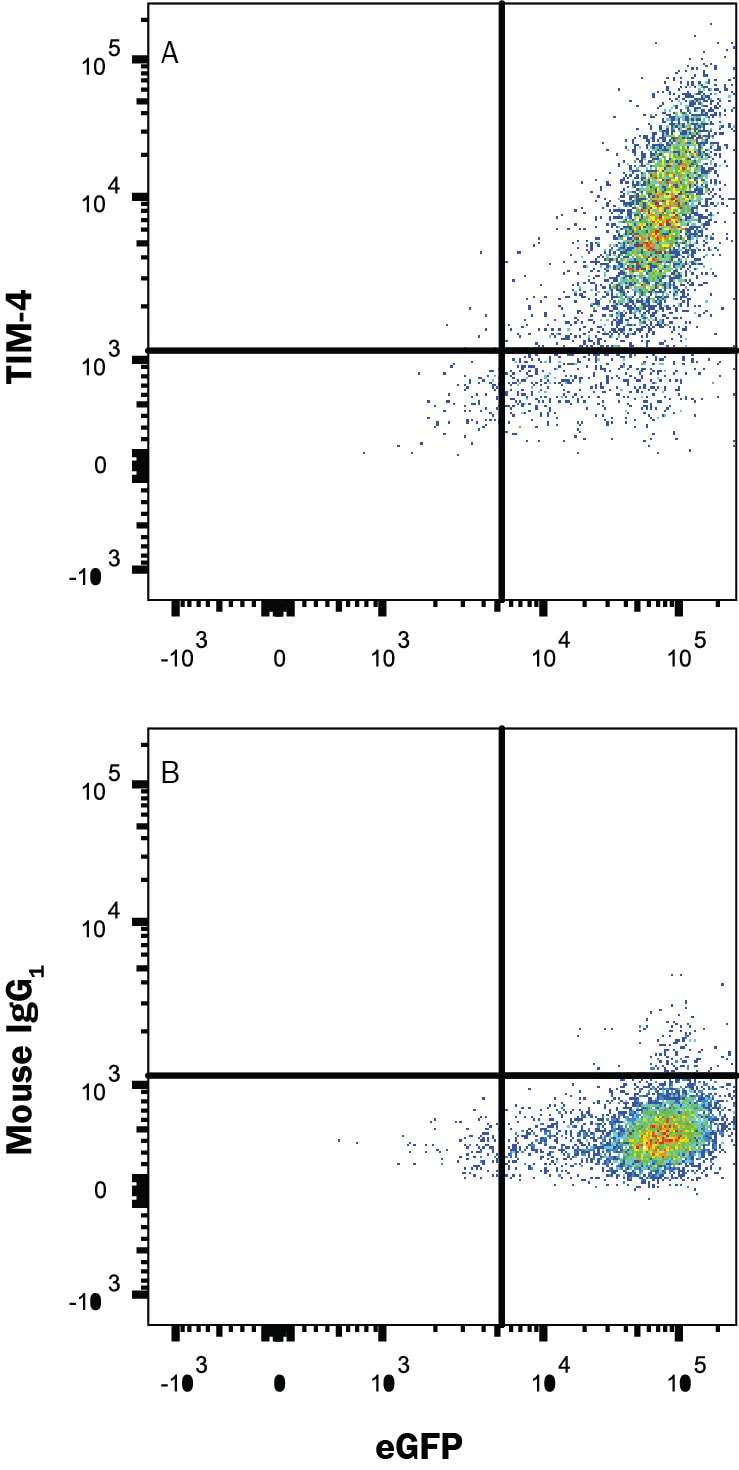 Detection of TIM-4 antibody in HEK293 Human Cell Line Transfected with Human TIM-4 and eGFP antibody by Flow Cytometry.