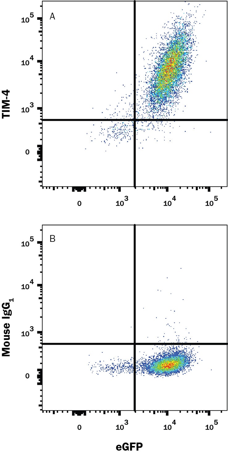 Detection of TIM-4 antibody in HEK293 Human Cell Line Transfected with Human TIM-4 and eGFP antibody by Flow Cytometry.