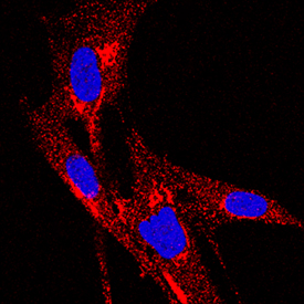 TIMP-1 antibody in Wi-38 Human Cell Line by Immunocytochemistry (ICC).