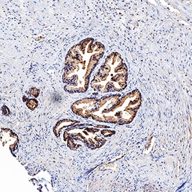 TL1A/TNFSF15 antibody in Human Prostate by Immunohistochemistry (IHC-P).