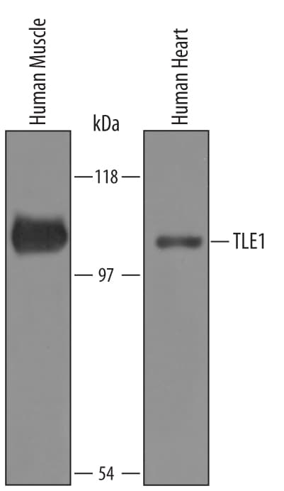 Detection of Human TLE1 antibody by Western Blot.