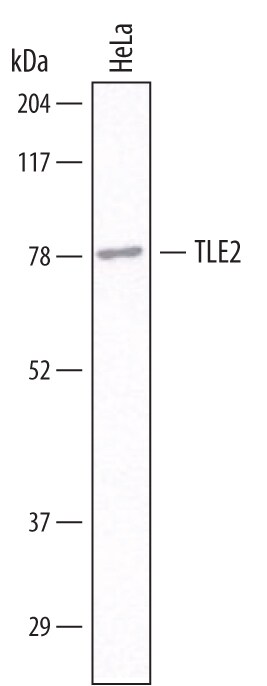 Detection of Human TLE2 antibody by Western Blot.