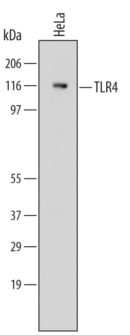 Detection of Human TLR4 antibody by Western Blot.