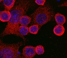 TLR4 antibody in RAW 264 by Immunocytochemistry (ICC).7 Mouse Monocyte/Macrophage Cell Line by Immunocytochemistry (ICC).