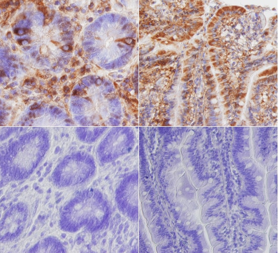 TLR5 antibody in Human Intestine by Immunohistochemistry (IHC-P).