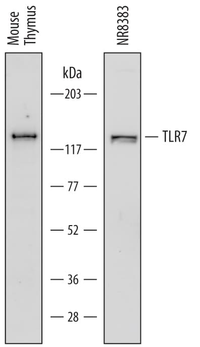 Detection of Mouse and Rat TLR7 antibody by Western Blot.