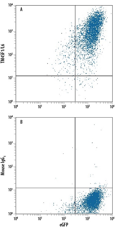 Detection of TM4SF1/L6 antibody in HEK293 Human Cell Line Transfected with Human TM4SF1/L6 and eGFP antibody by Flow Cytometry.