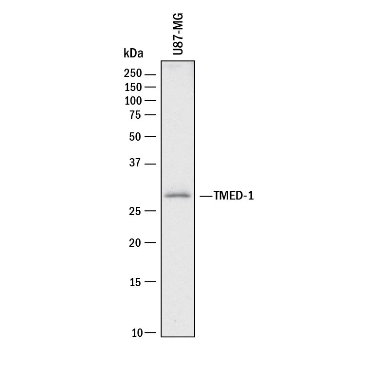 Detection of Human TMED1 antibody by Western Blot.