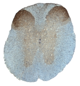 TMEFF1/Tomoregulin‑1 antibody in Mouse Spinal Cord by Immunohistochemistry (IHC-Fr).