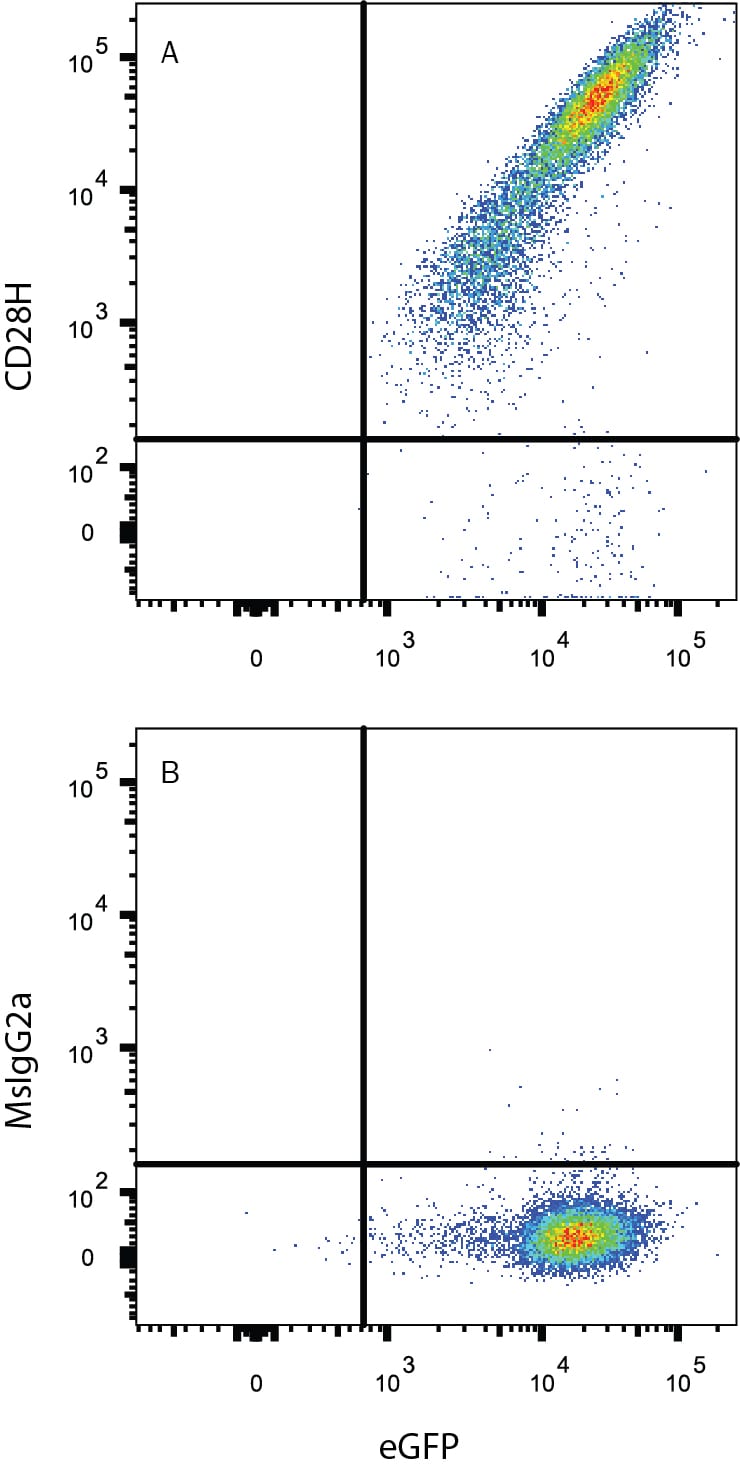 Detection of TMIGD2/CD28H antibody in HEK293 Human Cell Line Transfected with Human TMIGD2/CD28H and eGFP antibody by Flow Cytometry.