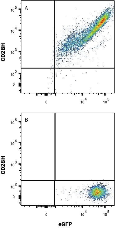 Detection of TMIGD2/CD28H antibody in HEK293 Human Cell Line Transfected with Human TMIGD2/CD28H and eGFP antibody by Flow Cytometry.