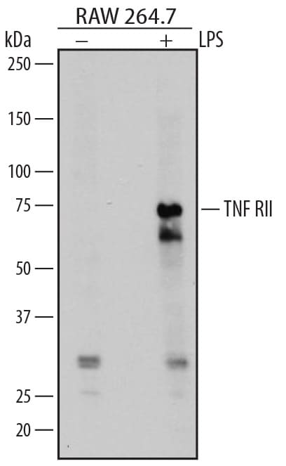 Detection of Mouse TNF RII/TNFRSF1B antibody by Western Blot.